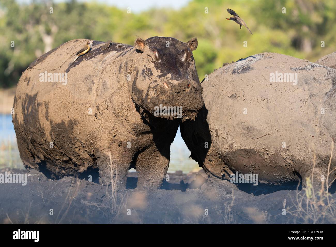 Hippopotames recouverts de boue dans la rivière Chobe au Botswana avec la bouche ouverte, des pics bovins sur le dos, et une mère et un veau parmi le groupe. Banque D'Images