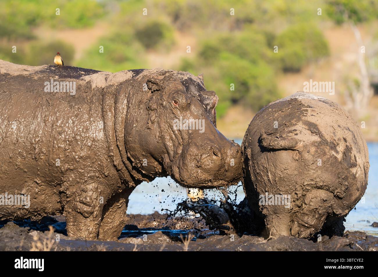 Hippopotames recouverts de boue dans la rivière Chobe au Botswana avec la bouche ouverte, des pics bovins sur le dos, et une mère et un veau parmi le groupe. Banque D'Images