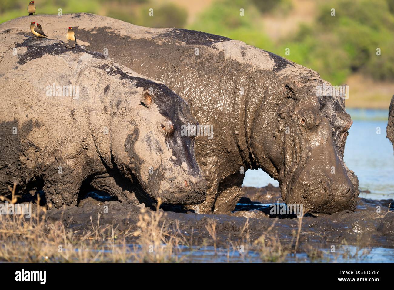 Hippopotames recouverts de boue dans la rivière Chobe au Botswana avec la bouche ouverte, des pics bovins sur le dos, et une mère et un veau parmi le groupe. Banque D'Images