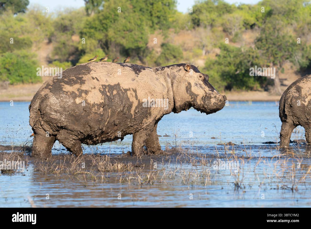 Hippopotames recouverts de boue dans la rivière Chobe au Botswana avec la bouche ouverte, des pics bovins sur le dos, et une mère et un veau parmi le groupe. Banque D'Images