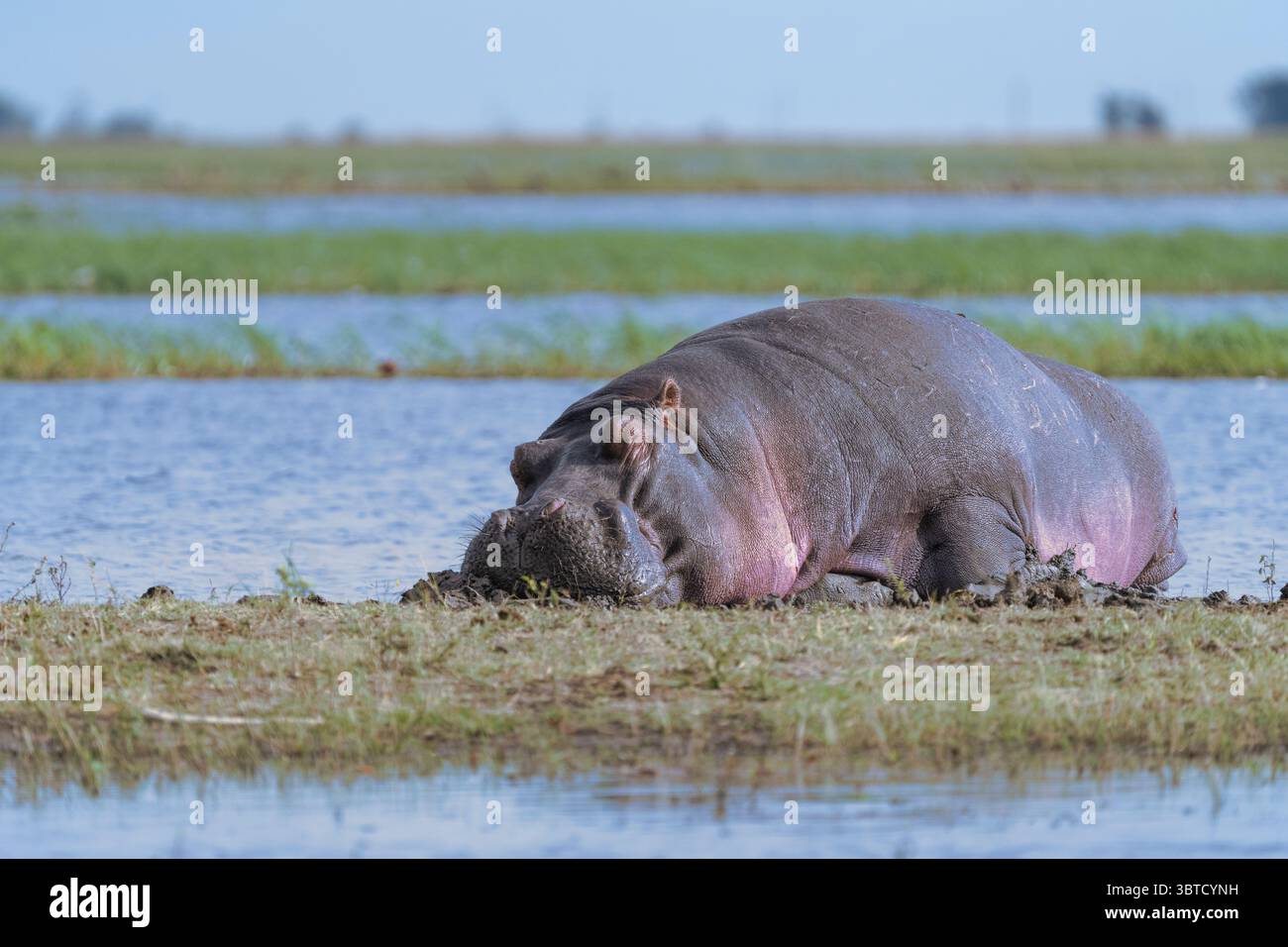 Grand hippopotame reposant à côté de l'eau de la peau rouge de coup de soleil de la rivière Chobe du Botswana, mâle Bull a les yeux fermés, vue de côté. Rivière Chobe, Botswana, Afrique Banque D'Images