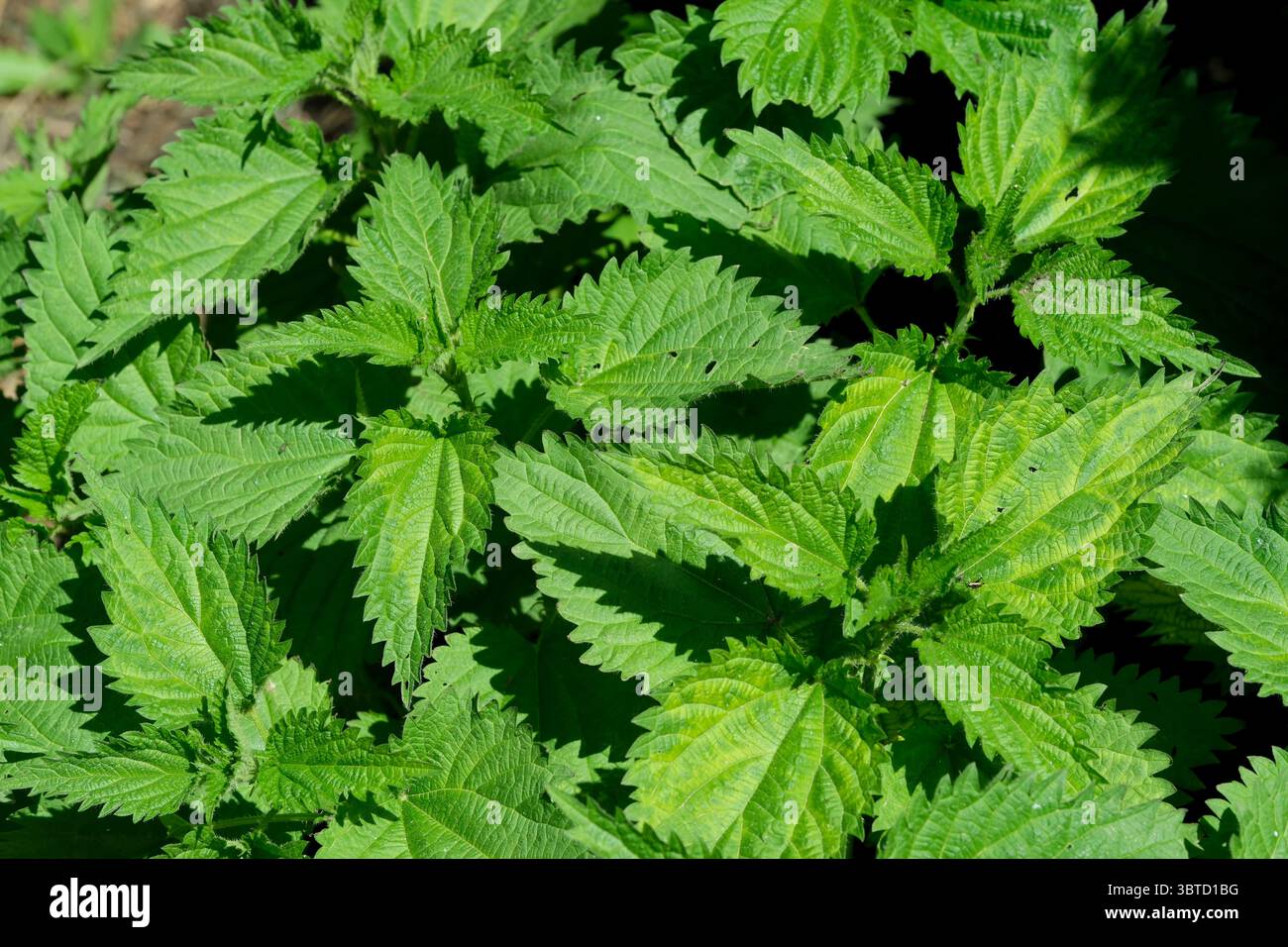 La médecine populaire des plantes médicinales de l'ortie l'herbe fraîche au printemps les jeunes feuilles close-up macro photographie Banque D'Images