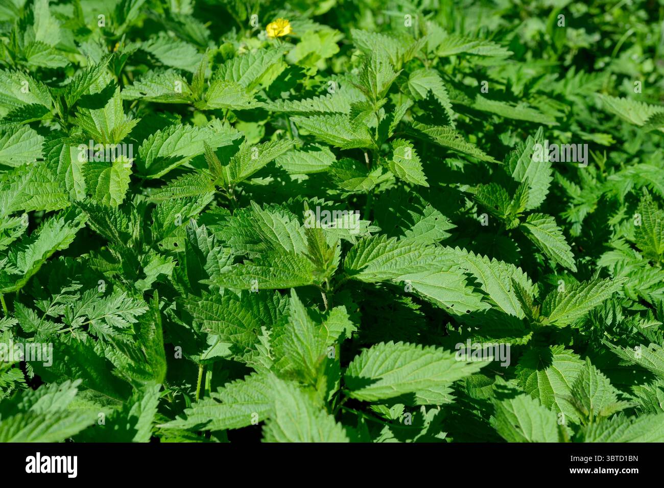 La médecine populaire des plantes médicinales de l'ortie l'herbe fraîche au printemps les jeunes feuilles close-up macro photographie Banque D'Images