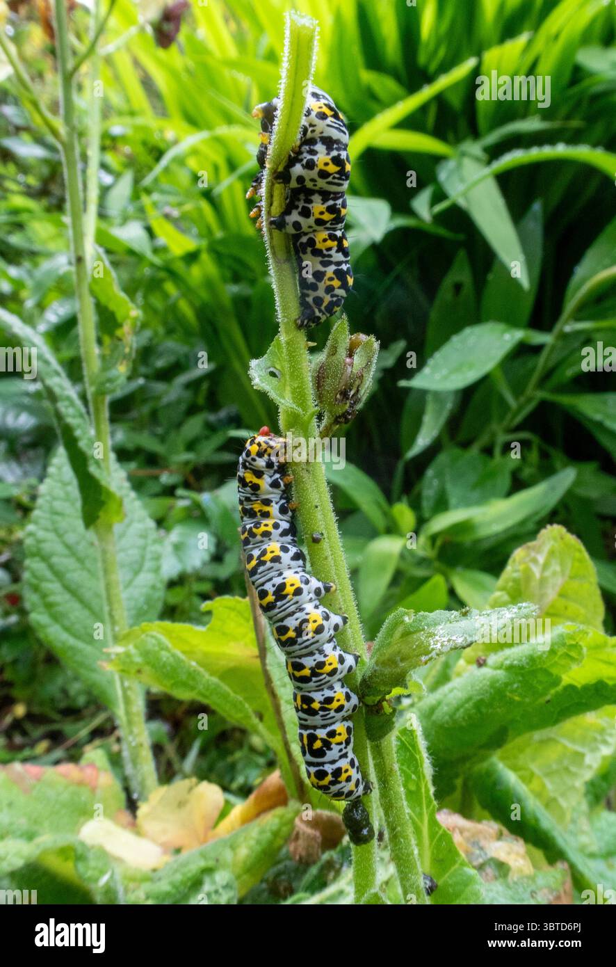 Chenilles Mullein aux couleurs vives se nourrissant de verbascum dans un jardin du Devon. Teigne colorée. Molène. Banque D'Images