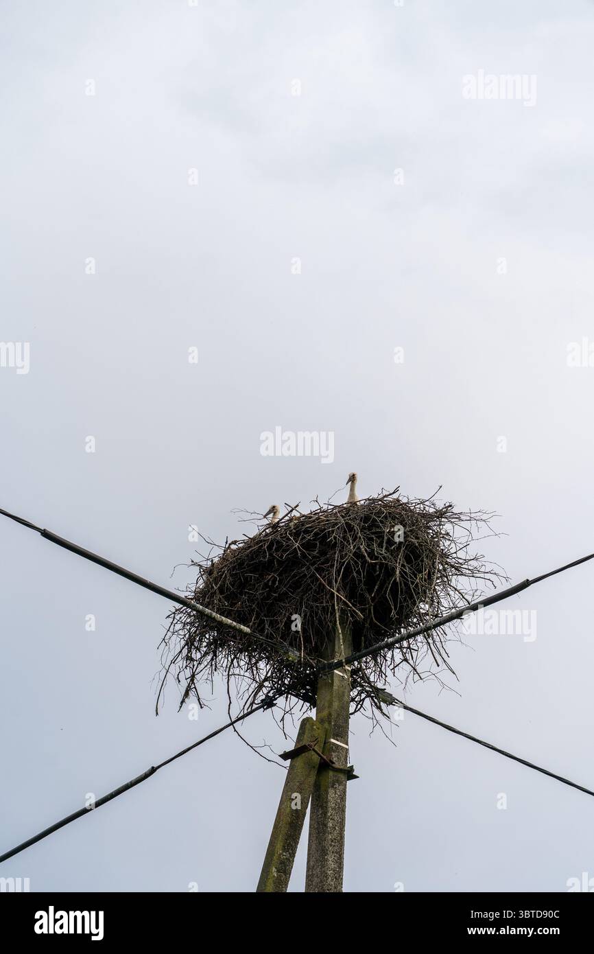 Un nid d’oiseau avec deux oiseaux perchés au sommet d’un haut poteau en bois à Rõuge, Estonie – une scène de faune s’adaptant aux structures humaines sous un ciel nuageux Banque D'Images