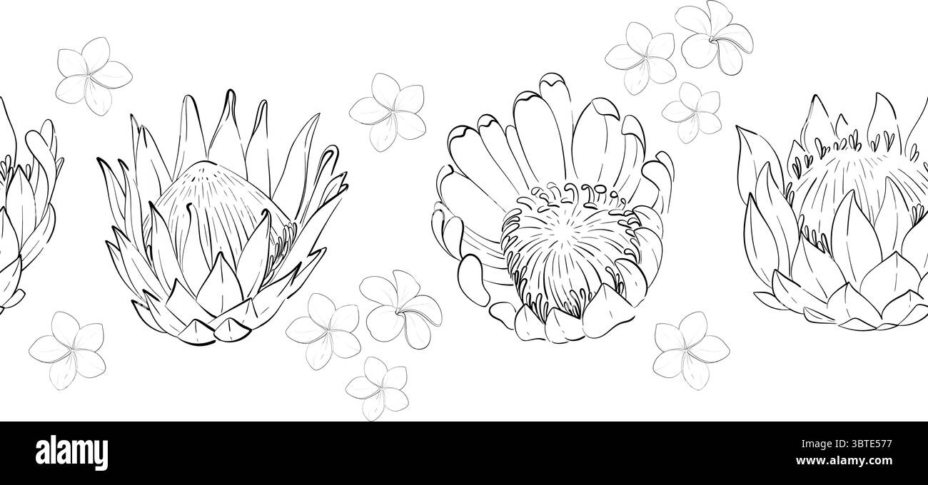 Vector simple bordure d'été sans couture, motif. Protéas de fleurs tropicales et plumeria. Ornement graphique dessiné à la main. Silhouette de circuit noir Illustration de Vecteur