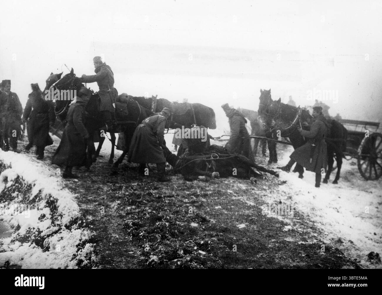 Un équipage de fusils serbes détache un cheval de batterie mort. 1914 - 1918 Banque D'Images