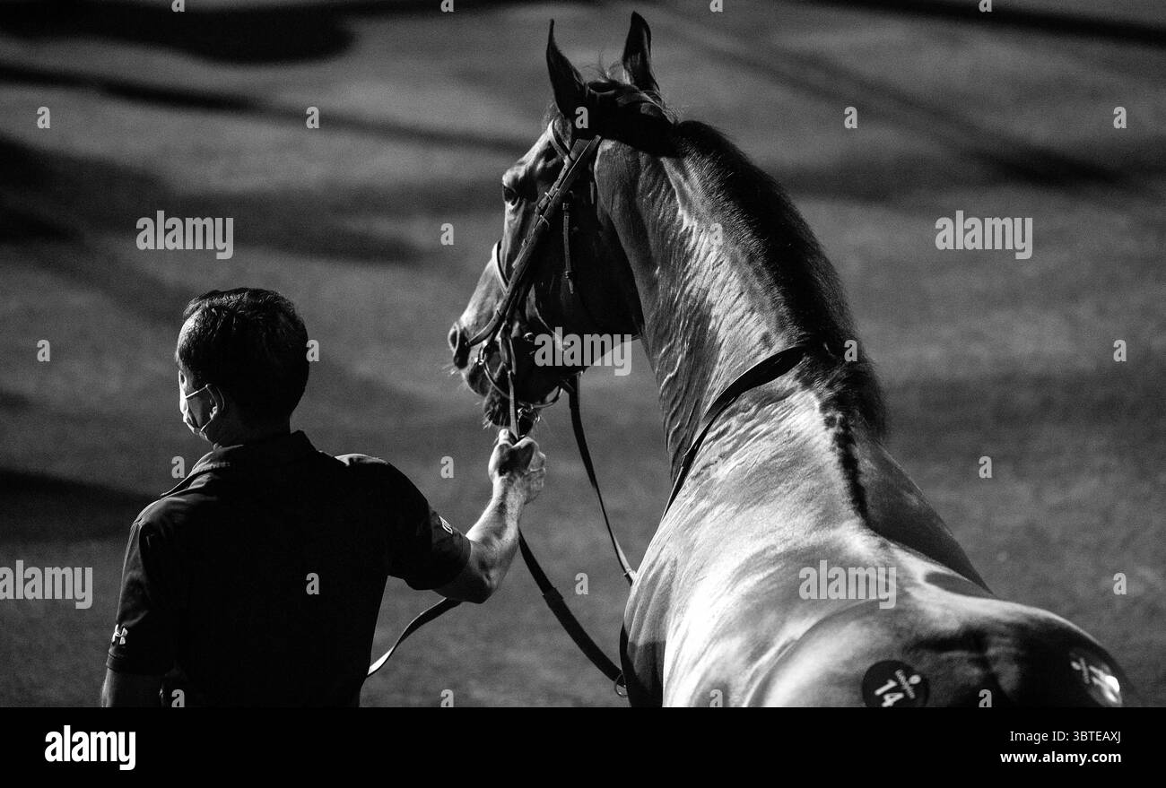 12 septembre 2020, Dubaï, SONT : MIND MAPPING est mené dans le ring de vente aux enchères lors de Godolphin's Racing in Dubai Sale à l'hippodrome de Meydan, aux Émirats arabes Unis, le 12 septembre 2020. Quelque 52 chevaux ont été vendus, ce qui a rapporté 1,6 millions de dollars au total. (Crédit image : © Martin Dokoupil/ZUMA Wire) Banque D'Images