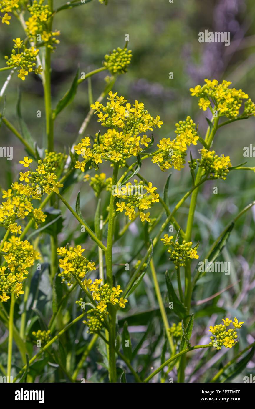 Les fleurs jaune vif de moutarde sauvage se dressent hautes dans un champ luxuriant créant un affichage vif sur fond vert. La nature prospère sous le printemps Banque D'Images