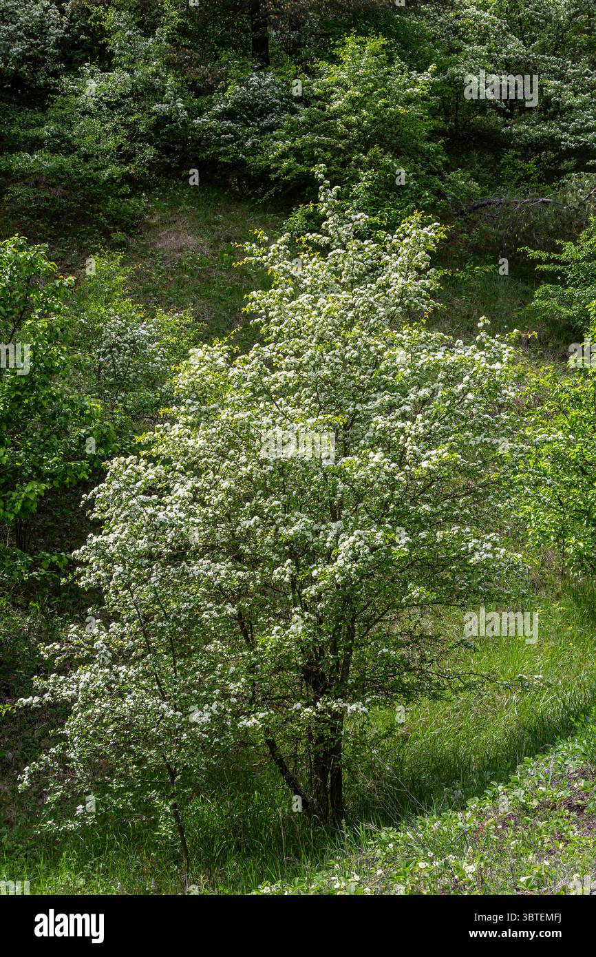 Crataegus monogyna prospère dans un environnement verdoyant avec de nombreuses fleurs blanches fleurissant au début du printemps. Cet arbuste épineux rehausse l'être naturel Banque D'Images