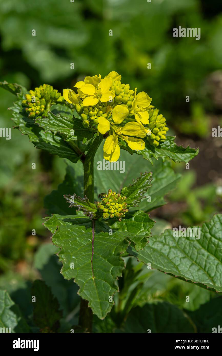 Les plantes de moutarde sauvages présentent des fleurs et des bourgeons jaunes vibrants entourés d'un riche feuillage vert dans un champ animé au printemps. Banque D'Images
