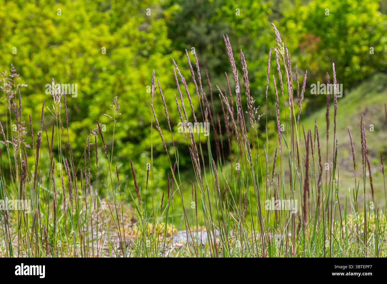 Stand of Holcus lanatus prospère dans une zone verdoyante présentant des fleurs délicates sous le soleil dans un écosystème animé rempli de verdure. Banque D'Images