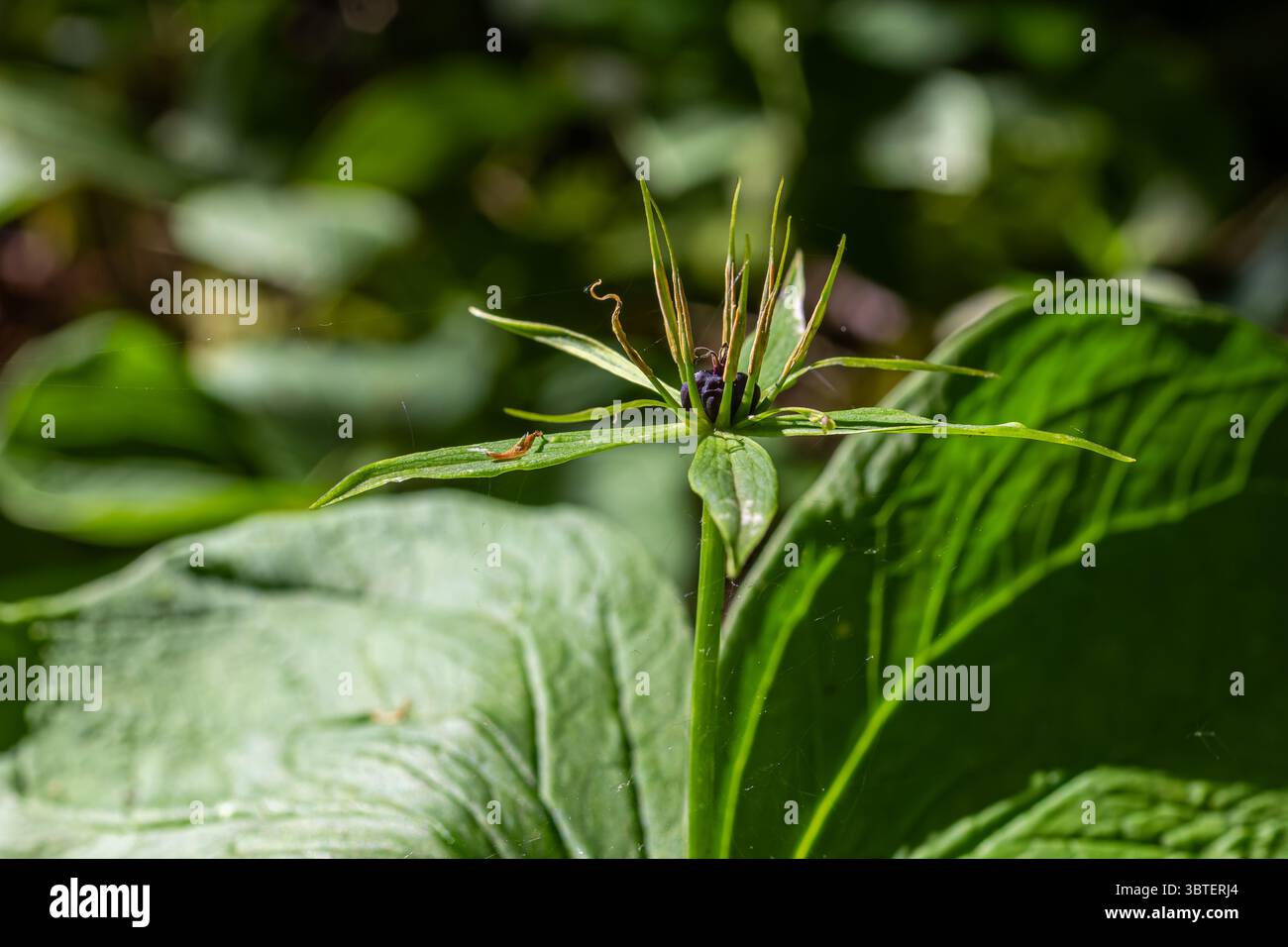 Paris quadrifolia également connu sous le nom de Herb Paris True Lover's Knot prospère une forêt luxuriante affichant ses quatre feuilles distinctives et ses baies sombres sous lumineux Banque D'Images