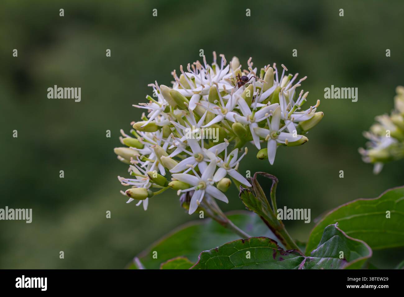 Common Dogwood affiche des grappes de fleurs blanches entourées d'un riche feuillage vert soulignant le contraste saisissant avec les branches rouges dans une GA sereine Banque D'Images