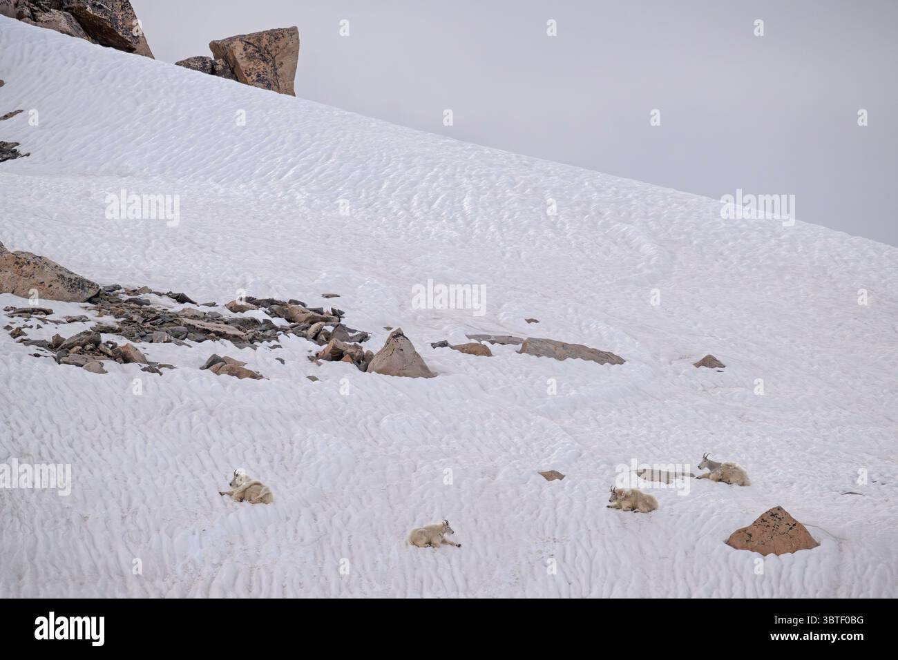Chèvres de montagne (Oreamnos americanus). Juin dans la forêt nationale de Shoshone, Wyoming. Banque D'Images