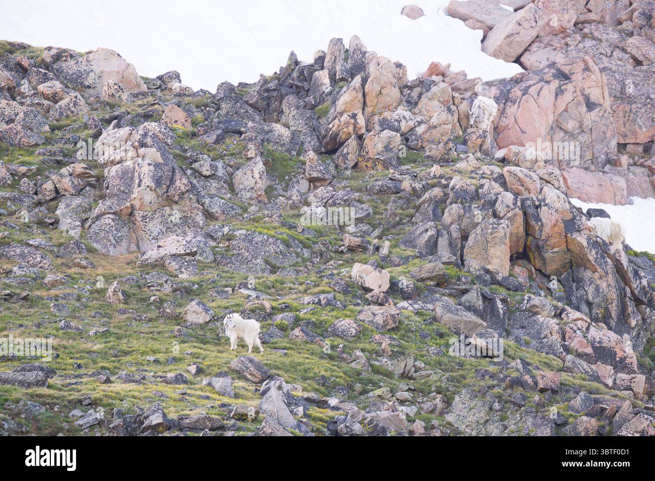 Chèvres de montagne (Oreamnos americanus). Juin dans la forêt nationale de Shoshone, Wyoming. Banque D'Images