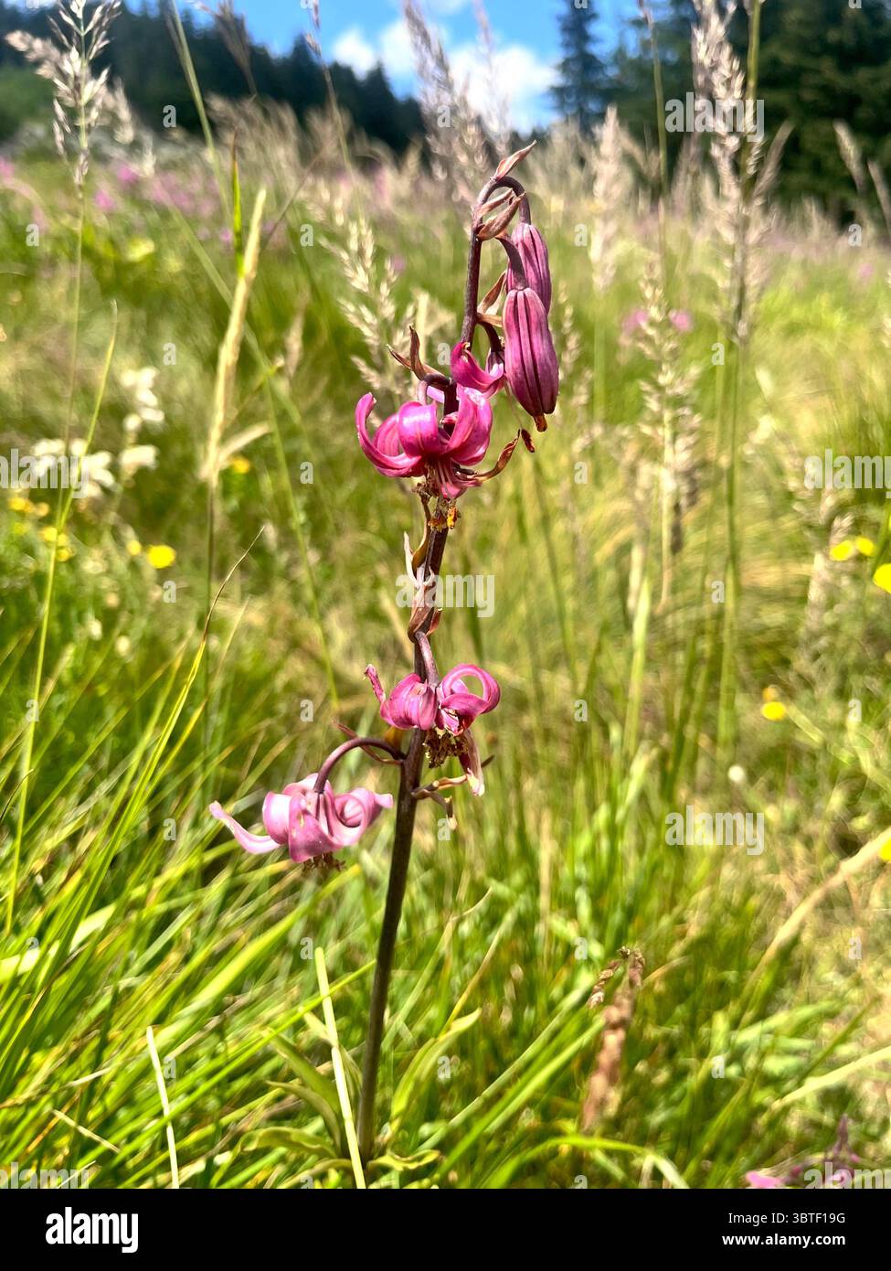 Lilium martagon, lys martagon ou lys à chapeau turc dans la réserve de biosphère de Vitosha Mountain Bistrishko Branishte près de Sofia Bulgarie, Europe du Sud-est - Image de stock capturée avec un smartphone