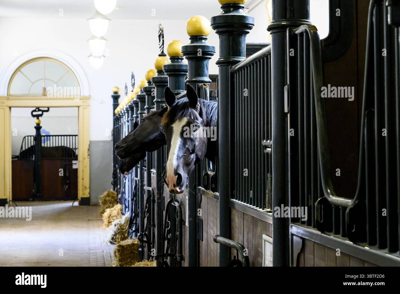 Den Haag, pays-Bas, 2025-07-15 10 :58 :06 LA HAYE, 15 juillet 2025, Palais Noordeinde. Palais Noordeinde et écuries royales. Les visiteurs peuvent visiter le palais de travail du roi et en apprendre davantage sur la riche histoire de ce patrimoine culturel. Cette année, une attention particulière est accordée au 200e anniversaire des collections royales, avec une sélection d’objets de la collection. PHOTO : NLBeeld/Patrick van EMST crédit : NL Beeld/Patrick van EMST Banque D'Images