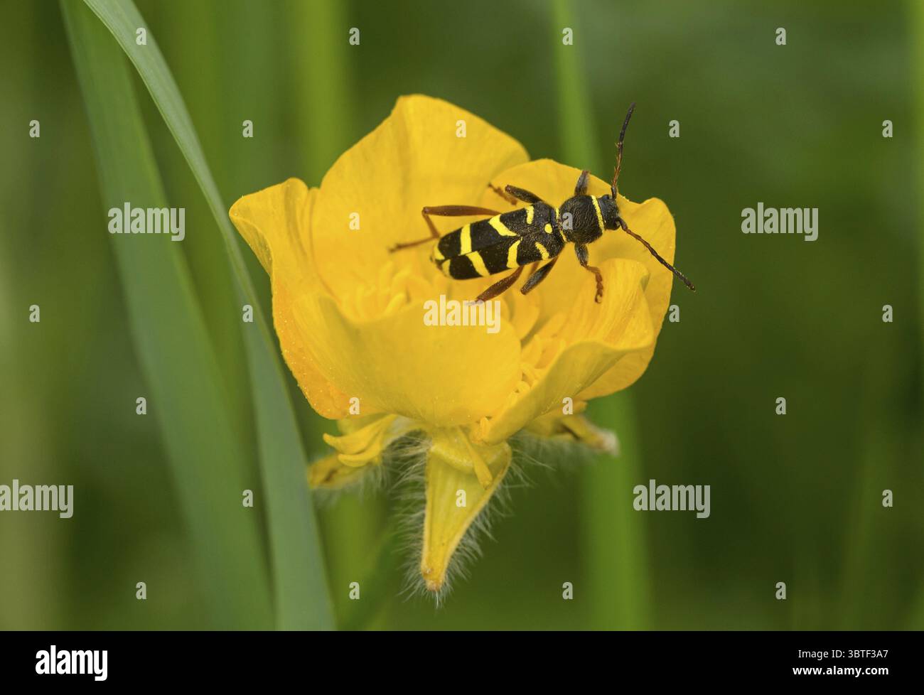 Guêpe à motifs ressemblant à une guêpe, également guêpe commune (Clytus arietis), mimétisme de guêpe, Valais, Suisse Banque D'Images