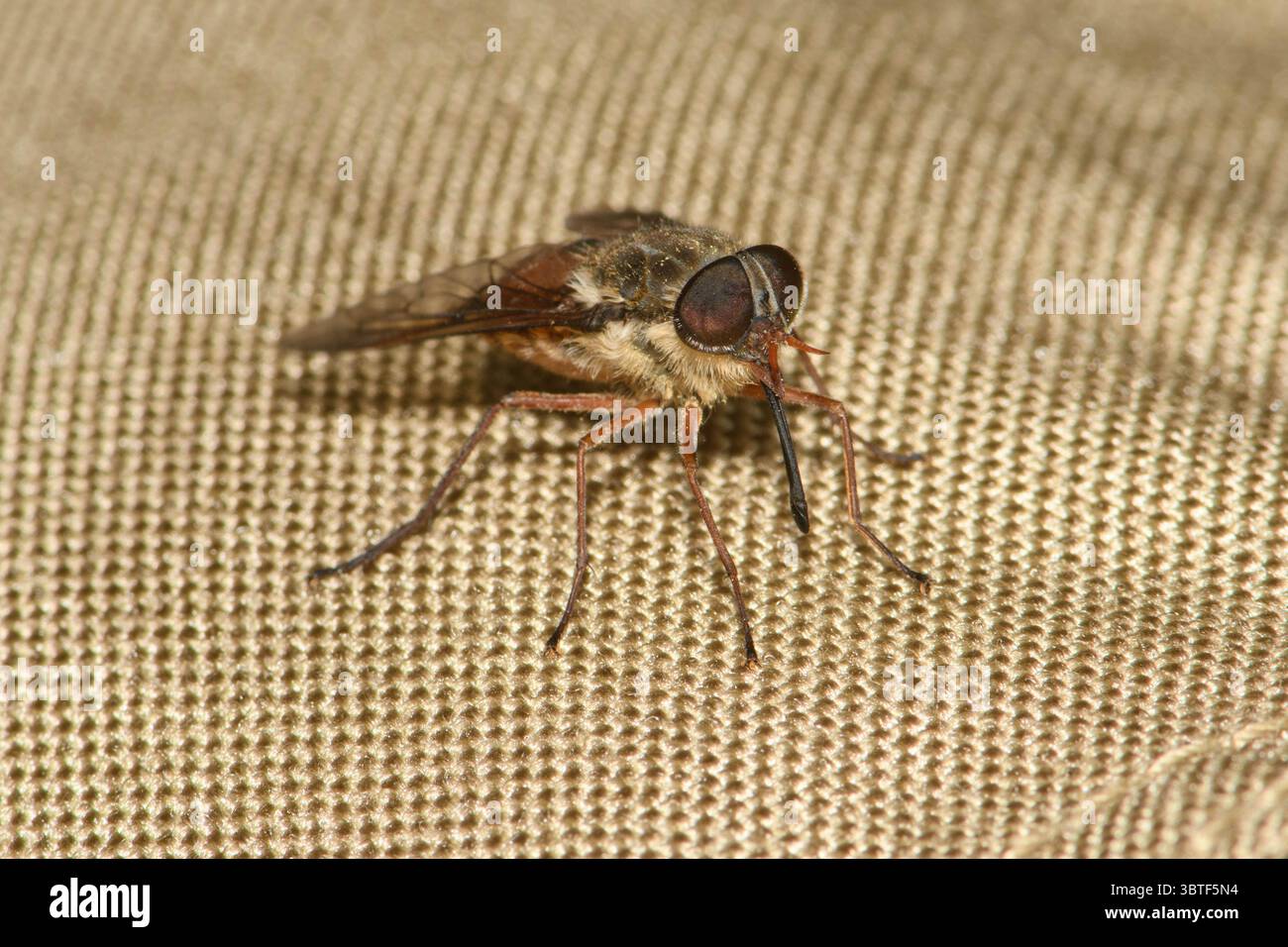 March Fly s'apprête à percer les vêtements. Banque D'Images