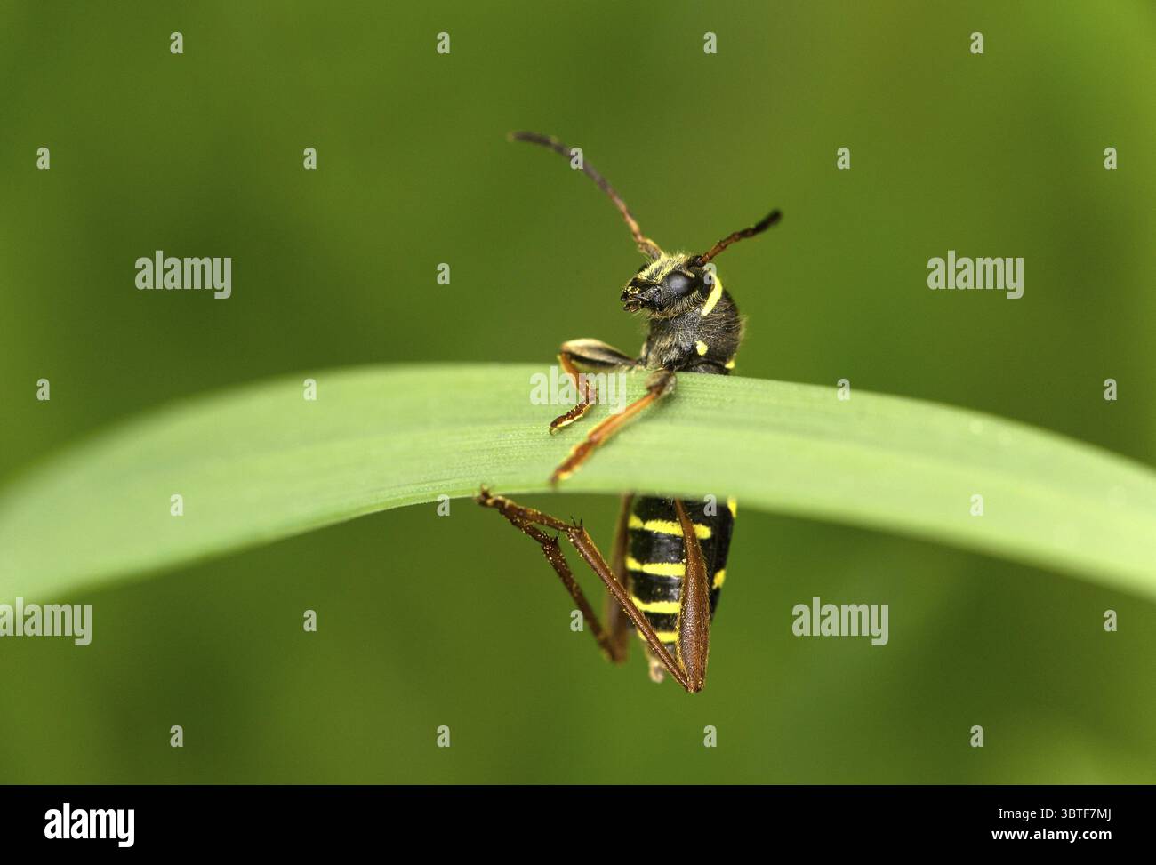 Guêpe à motifs ressemblant à une guêpe, également guêpe commune (Clytus arietis), mimétisme de guêpe, Valais, Suisse Banque D'Images