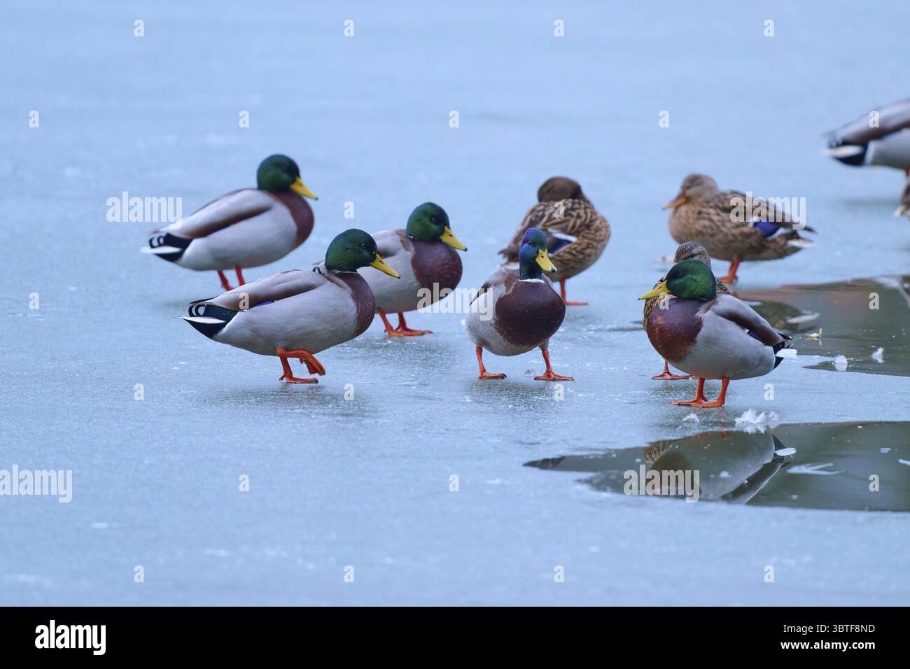 Colvert (Anas platyrhynchos), canards et canards sur glace avec eau partiellement liquide, couleurs vives et reflets, hiver, Amorbach, Bavière, Allemagne Banque D'Images