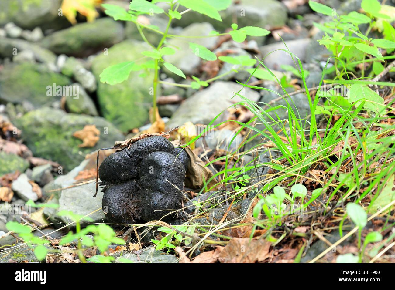 Bear Scat sur le sol de la forêt, le long d'un sentier de randonnée dans le nord de l'État de New York Banque D'Images Bear Scat sur le sol de la forêt, le long d'un sentier de randonnée dans le nord de l'État de New York Banque D'Images