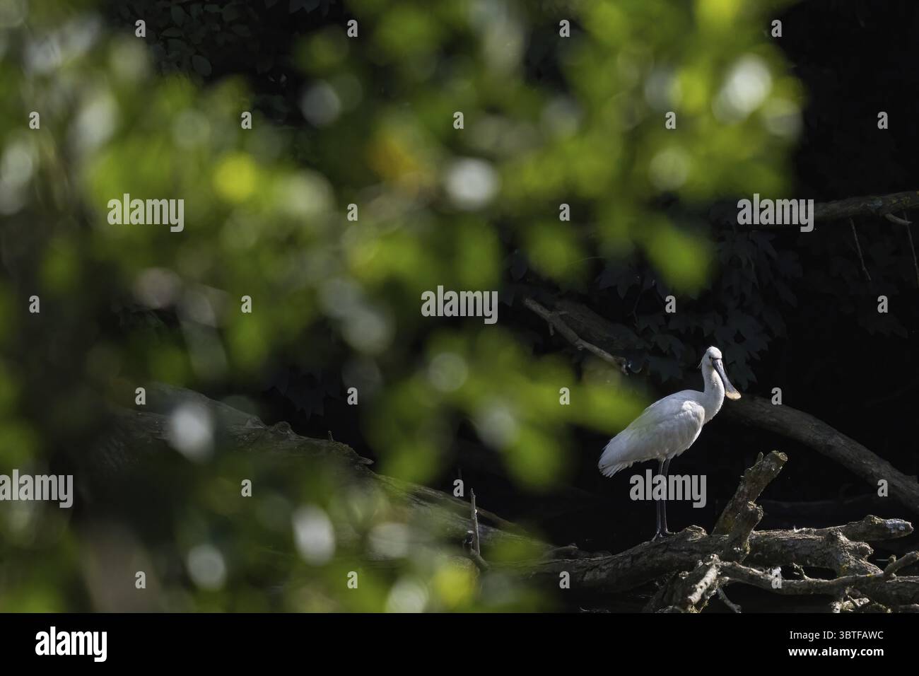 Un bec de cuillère (Platalea leucorodia) debout sur un tronc d'arbre, entouré d'un feuillage brillant et d'une lumière tamisée, Hesse, Allemagne Banque D'Images