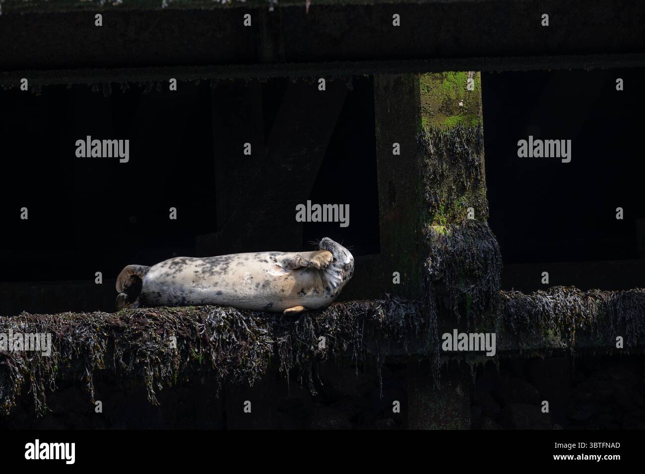 Phoque commun (Phoca vitulina), reposant sur un support de jetée, port de Stornoway, île de Lewis, îles occidentales, Écosse Banque D'Images Phoque commun (Phoca vitulina), reposant sur un support de jetée, port de Stornoway, île de Lewis, îles occidentales, Écosse Banque D'Images