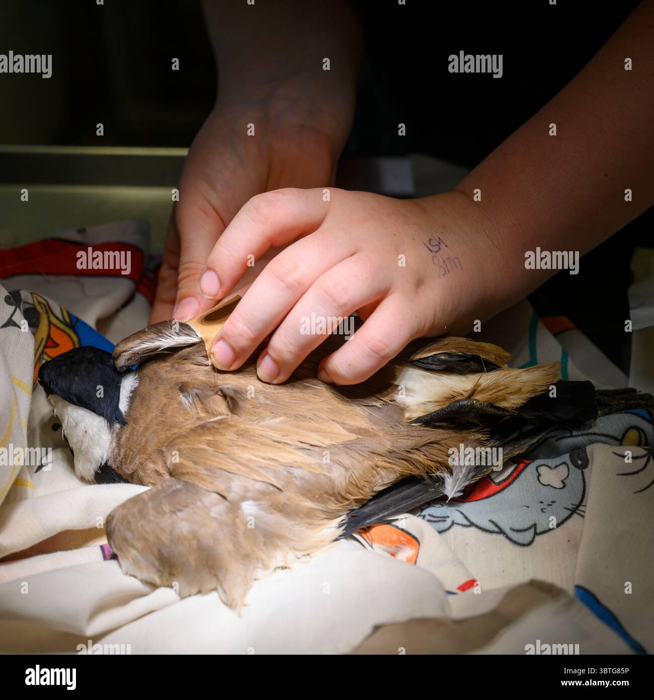Gaya, du personnel vétérinaire, procède à un examen physique d’un pluvier à ailettes à éperons ou à ailettes à éperons (Vanellus spinosus) nouvellement arrivé Banque D'Images
