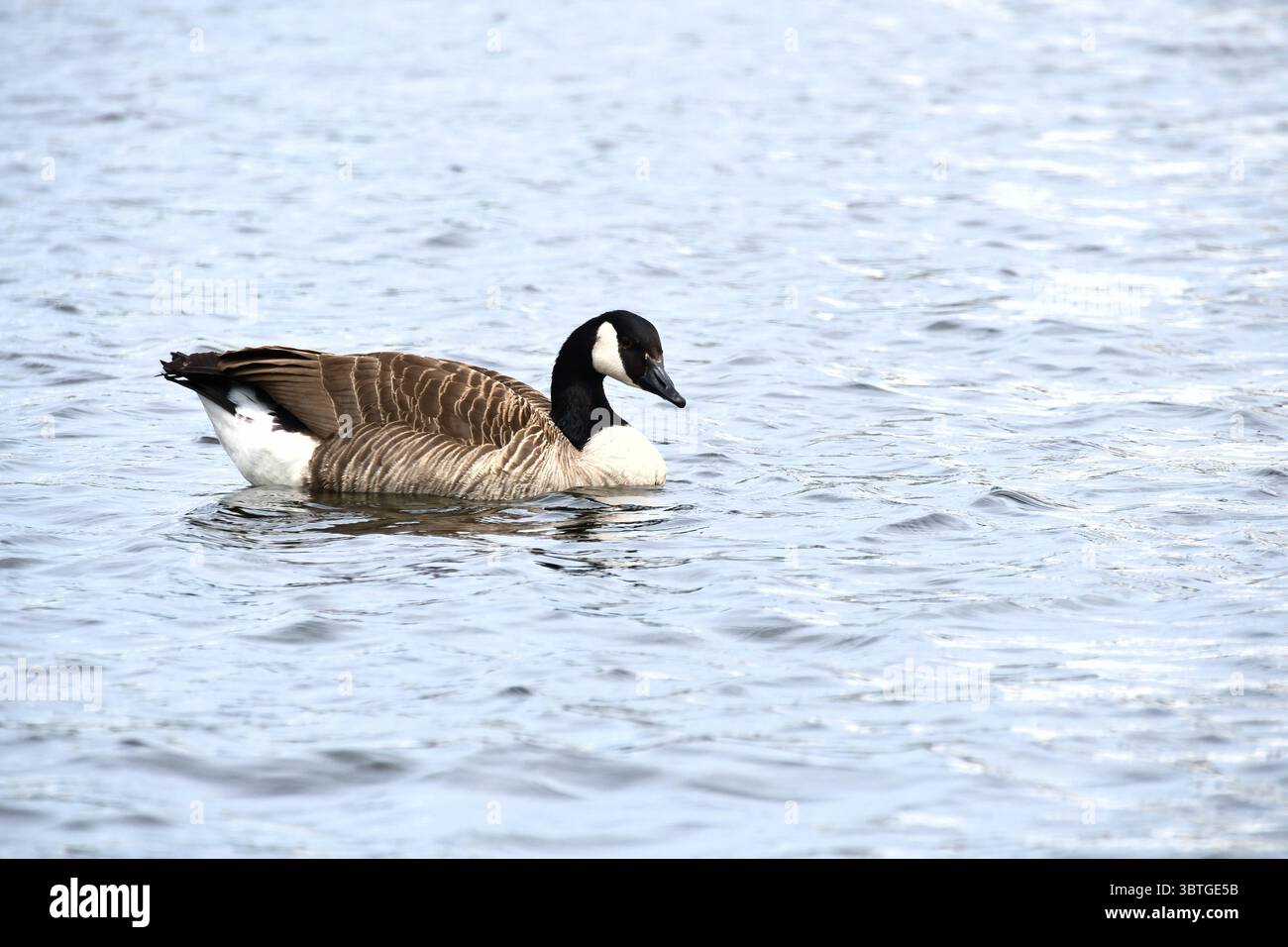 Une oie du Canada nage tranquillement sur l'eau calme. Un motif nature harmonieux avec des couleurs douces, symétrie et observation paisible de la faune. Banque D'Images