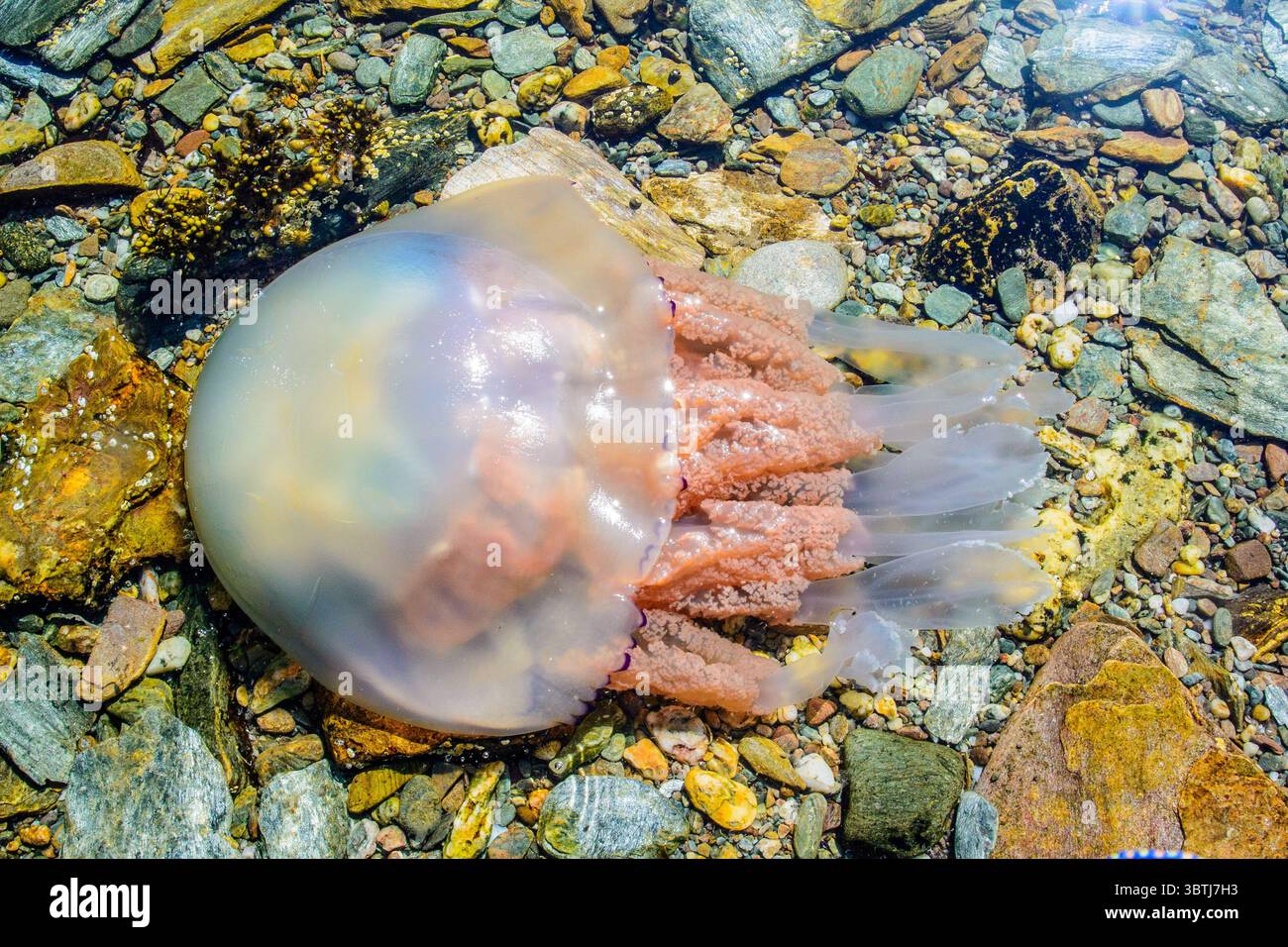 Rhizostoma pulmo communément appelé Barrel Jellyfish au large de la côte écossaise Banque D'Images