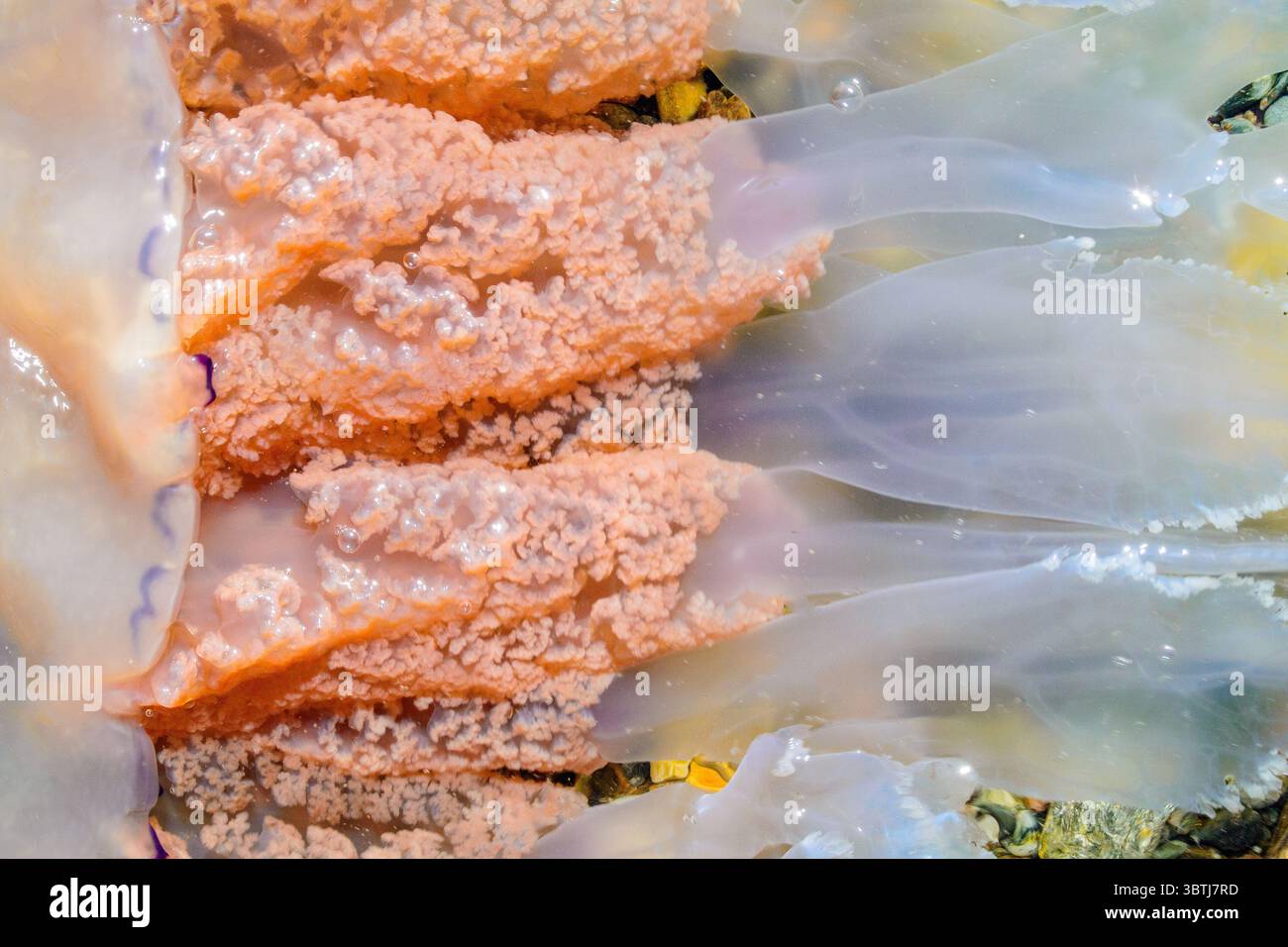 Gros plan sur Rhizostoma pulmo communément appelé Barrel Jellyfish au large de la côte écossaise Banque D'Images
