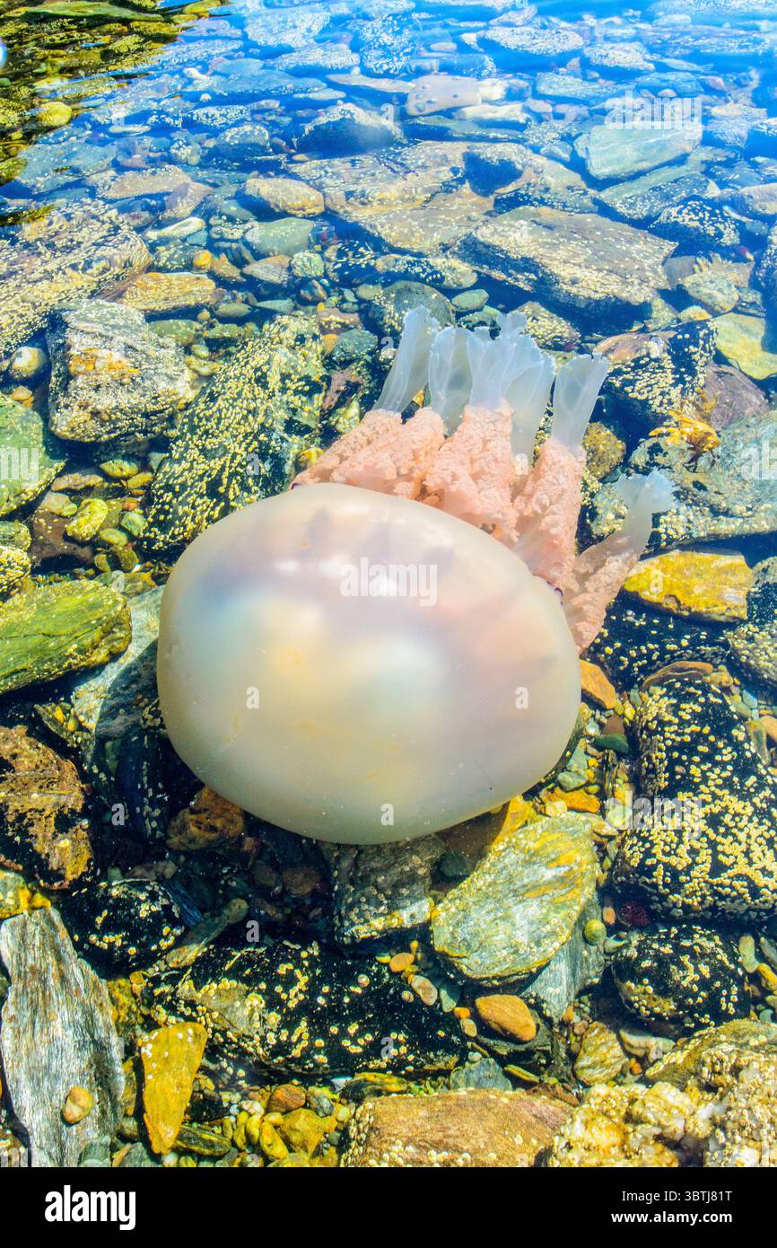 Rhizostoma pulmo communément appelé Barrel Jellyfish au large de la côte écossaise Banque D'Images