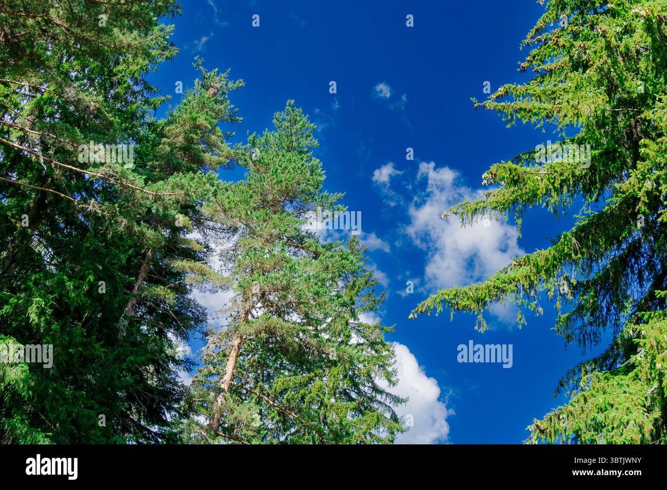 Une vue vibrante d'arbres verdoyants imposants qui s'étendent vers le haut contre un ciel bleu clair parsemé de nuages blancs et moelleux. La scène capture la tranquillité Banque D'Images