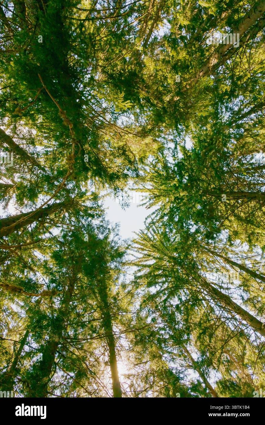 Levant les yeux, un cercle d'arbres verts éclatants crée un cadre naturel pour le ciel bleu vif au-dessus. La lumière du soleil filtre à travers les feuilles, mettant en évidence t Banque D'Images
