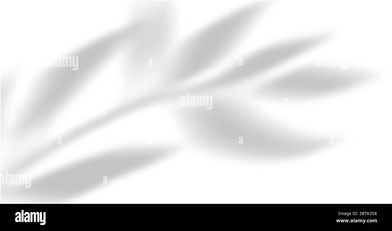 Effet de superposition réaliste d'ombre de feuille de palmier isolé sur fond blanc, ombre naturelle de branche de palmier tropical. Maquette d'ombre transparente pour produ Illustration de Vecteur