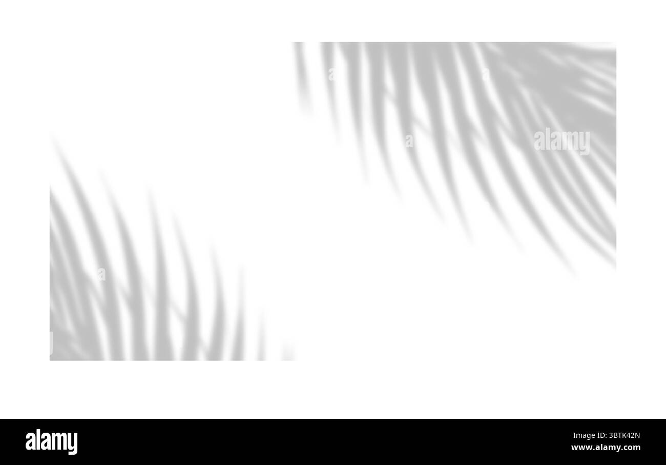 Effet de superposition réaliste d'ombre de feuille de palmier isolé sur fond blanc, ombre naturelle de branche de palmier tropical. Maquette d'ombre transparente pour produ Illustration de Vecteur