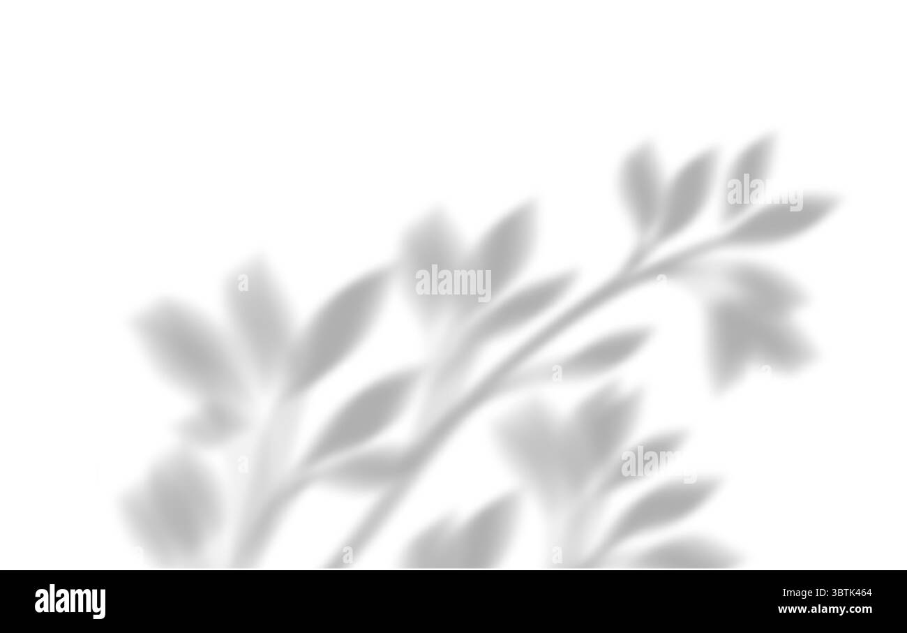 Effet de superposition réaliste d'ombre de feuille de palmier isolé sur fond blanc, ombre naturelle de branche de palmier tropical. Maquette d'ombre transparente pour produ Illustration de Vecteur