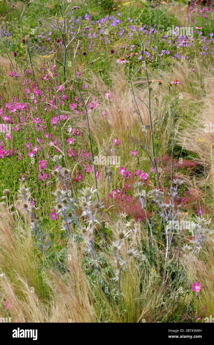 Plantation de style prairie dans un jardin de gravier avec stipa tenuissima (herbe à plumes mexicaine), sidalcea rose, géraniums violets, eryngiums et échinacées. Banque D'Images