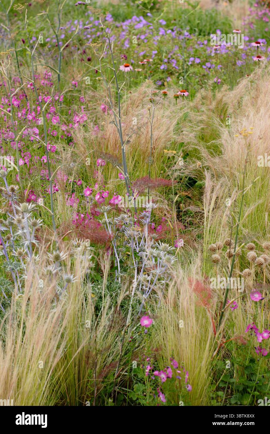 Plantation de style prairie dans un jardin de gravier avec stipa tenuissima (herbe à plumes mexicaine), sidalcea rose, géraniums violets, eryngiums et échinacées. Banque D'Images