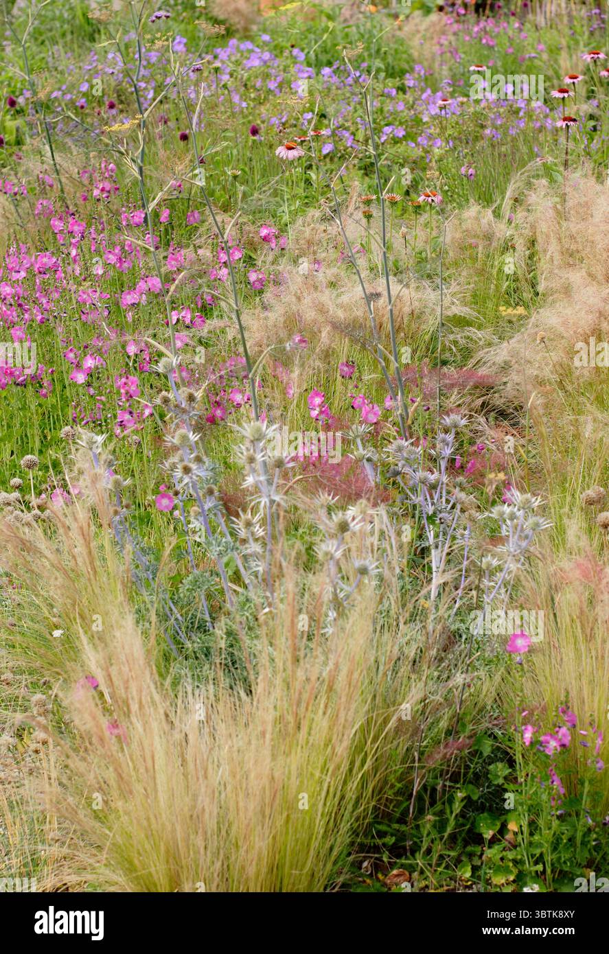 Plantation de style prairie dans un jardin de gravier avec stipa tenuissima (herbe à plumes mexicaine), sidalcea rose, géraniums violets, eryngiums et échinacées. Banque D'Images