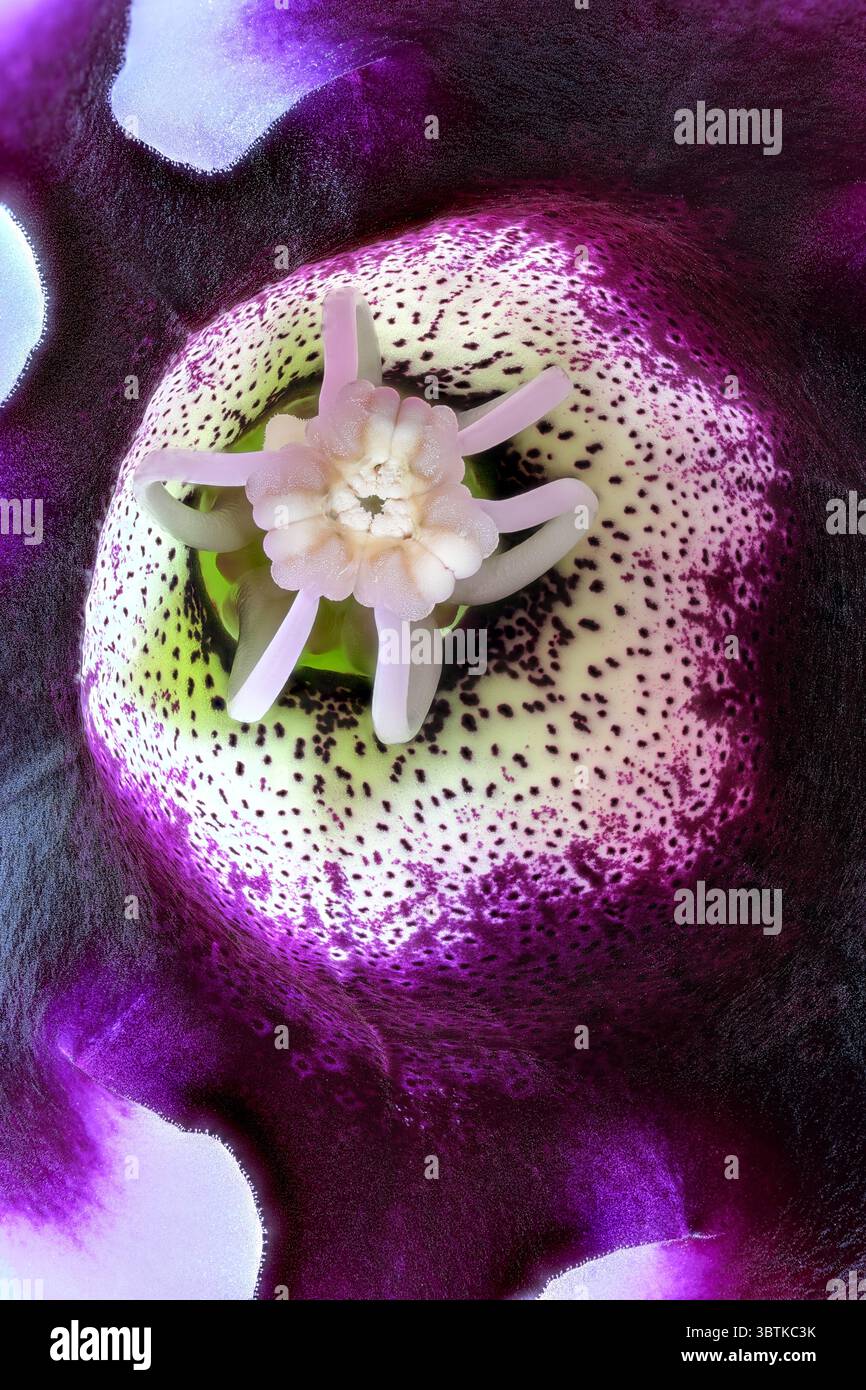 Photographie macro gros plan de fleur de gloxinia violette avec une grande profondeur de fond de conception florale de champ Banque D'Images