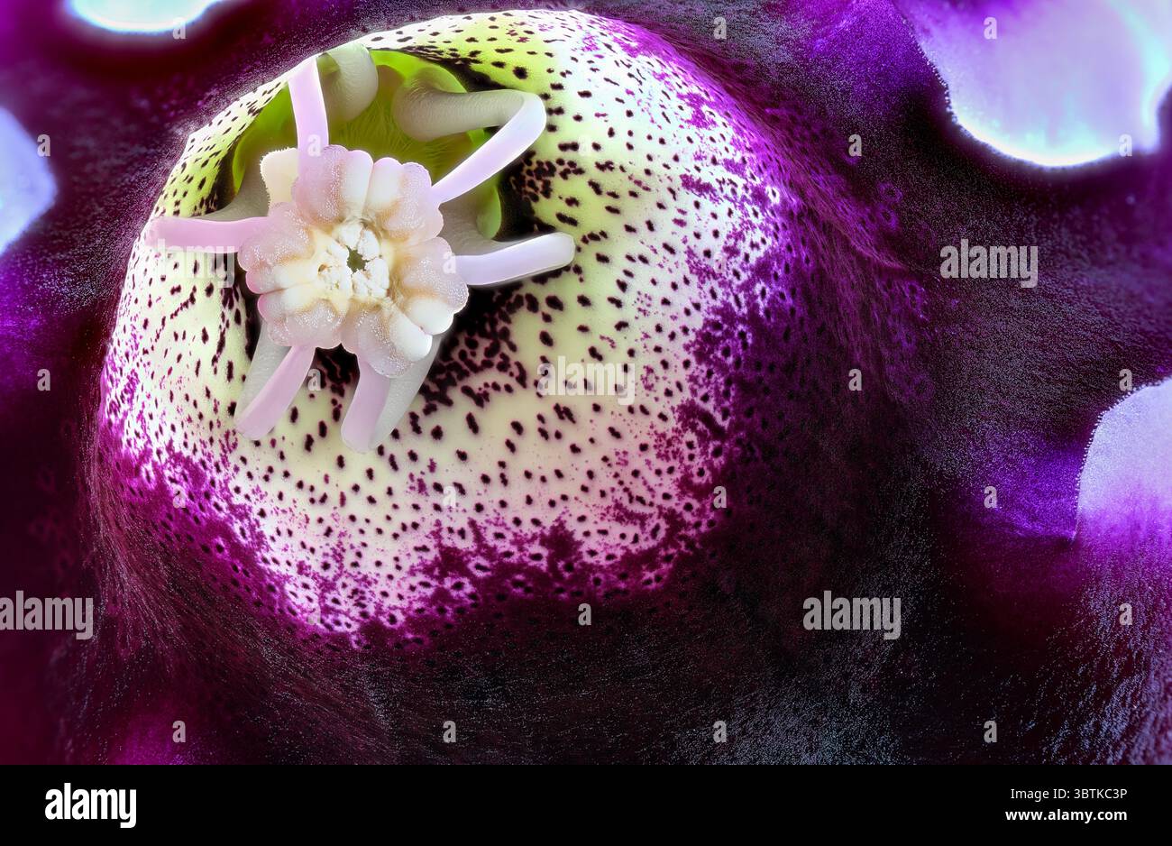 Photographie macro gros plan de fleur de gloxinia violette avec une grande profondeur de fond de conception florale de champ Banque D'Images