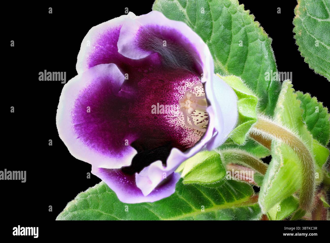 Photographie macro gros plan de fleur de gloxinia violette avec une grande profondeur de fond de conception florale de champ Banque D'Images