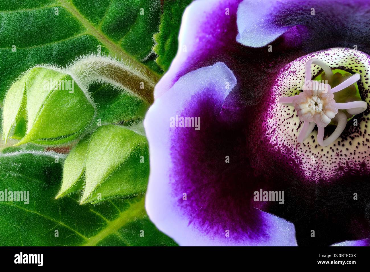 Photographie macro gros plan de fleur de gloxinia violette avec une grande profondeur de fond de conception florale de champ Banque D'Images