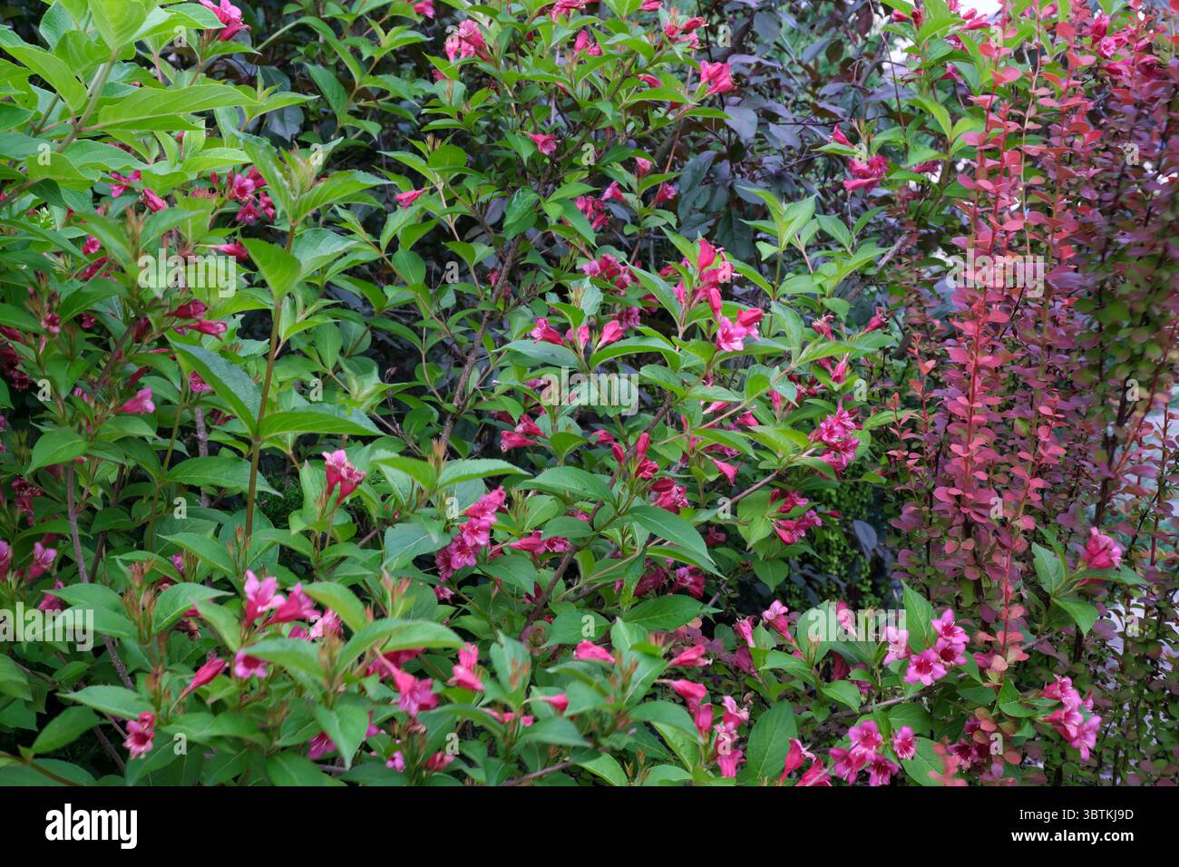 Éléments de conception de fleurs écologiques naturelles et de plantes fond coloré végétal Banque D'Images