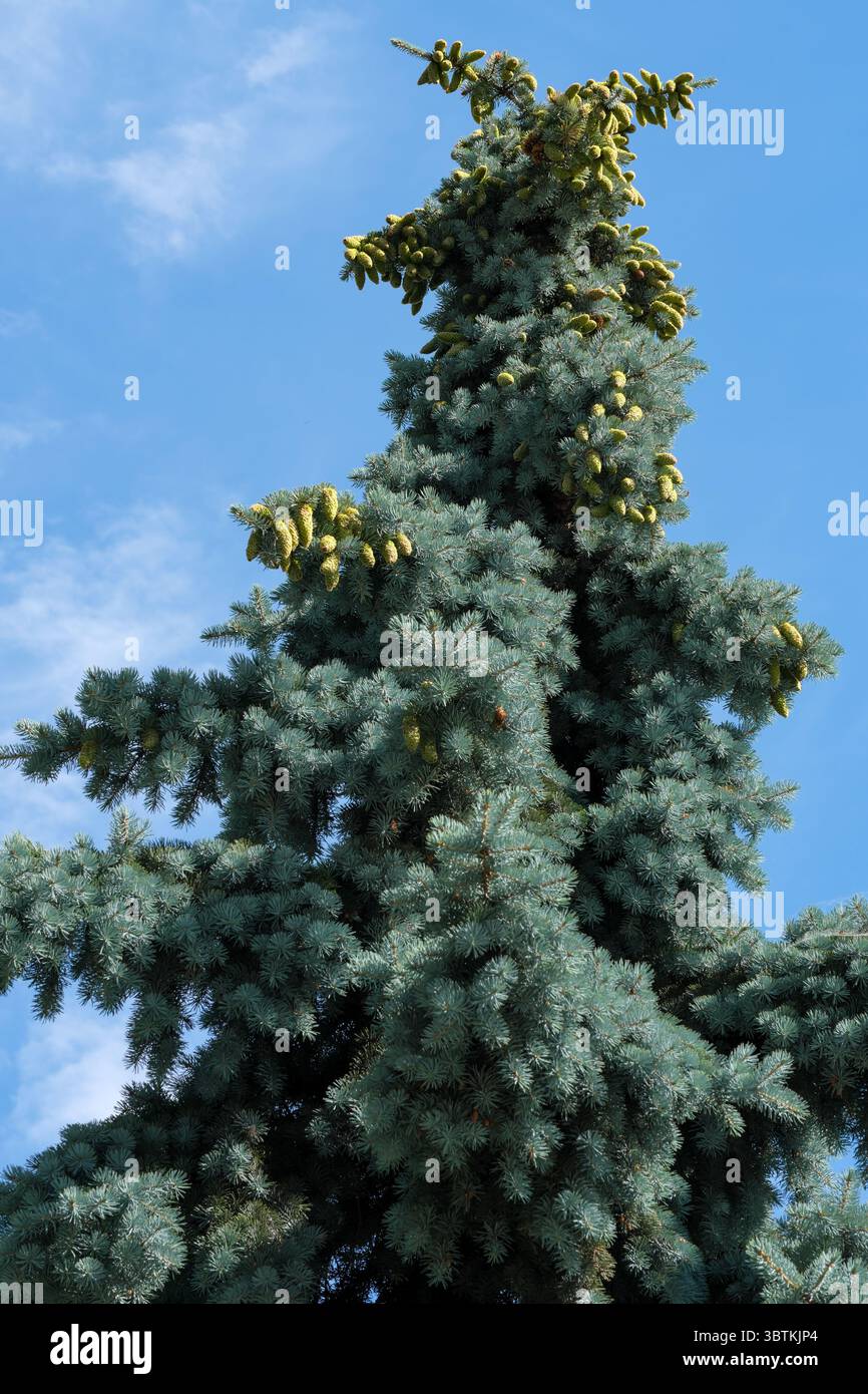 Épinette haute avec de jeunes cônes contre le ciel bleu un jour ensoleillé d'été Banque D'Images