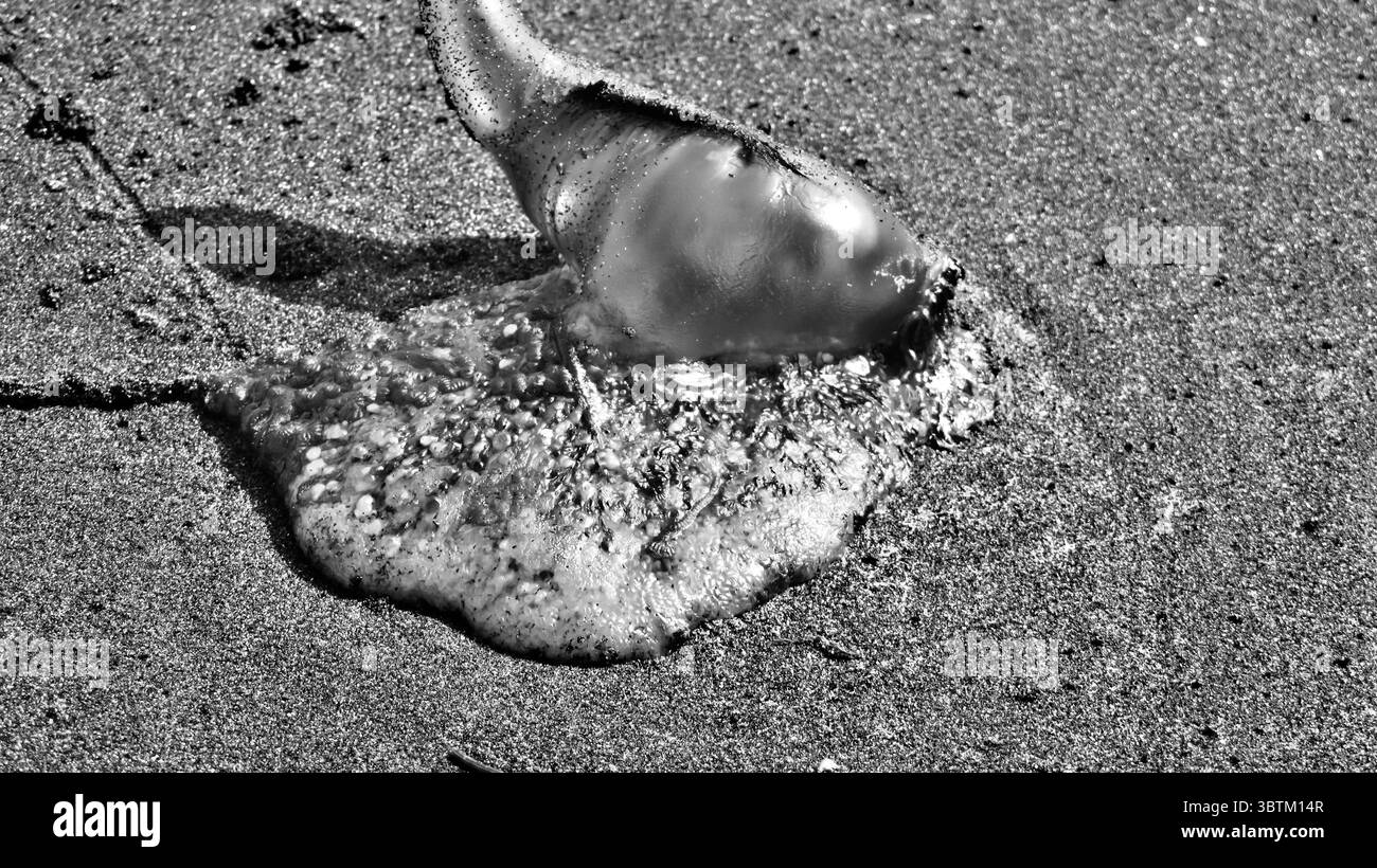 Portugais Man o' War a débarqué sur du sable humide en noir et blanc, montrant flotteur dégonflé et tentacules enchevêtrés, plage de Nouvelle-Zélande Banque D'Images