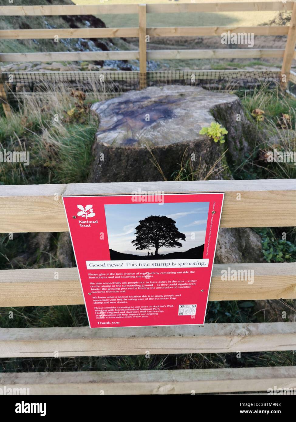 Sycamore Gap la souche d'arbre de sycomore célèbre commence à pousser à nouveau. L'arbre emblématique du mur d'Hadrien a été abattu en septembre 2023. Banque D'Images